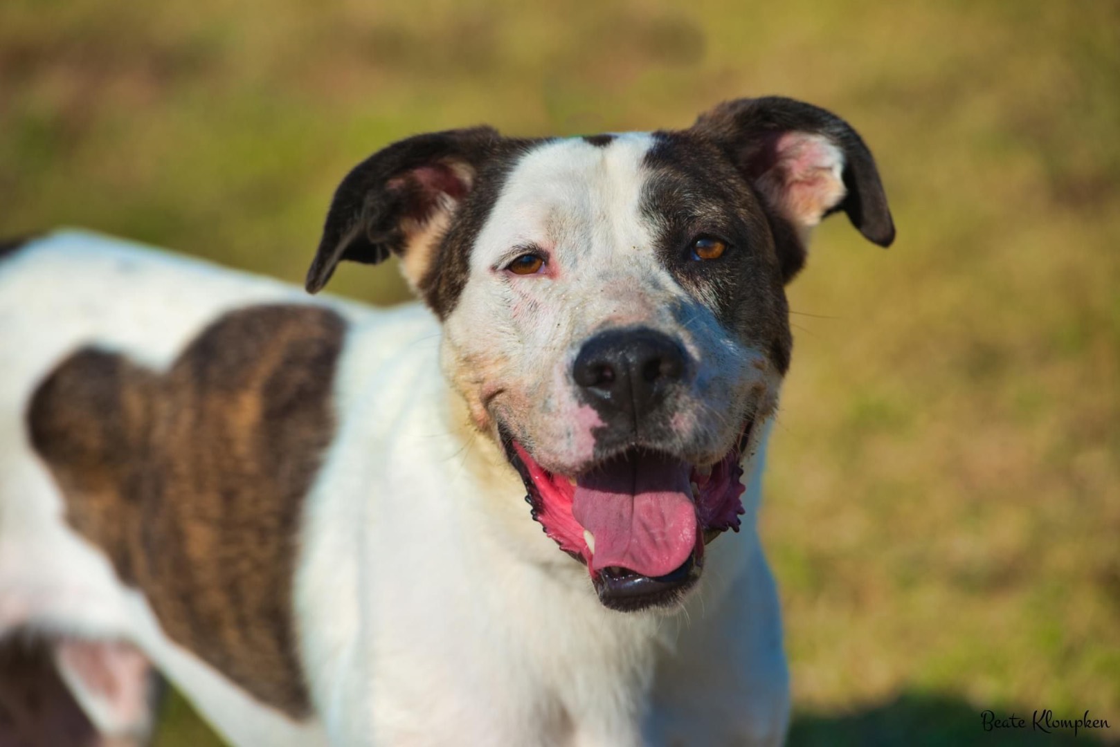 Adotta un cane, maschio, 8 anni e 7 mesi, Roma