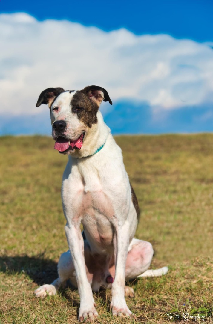 Adotta un cane, taglia media, maschio, Roma