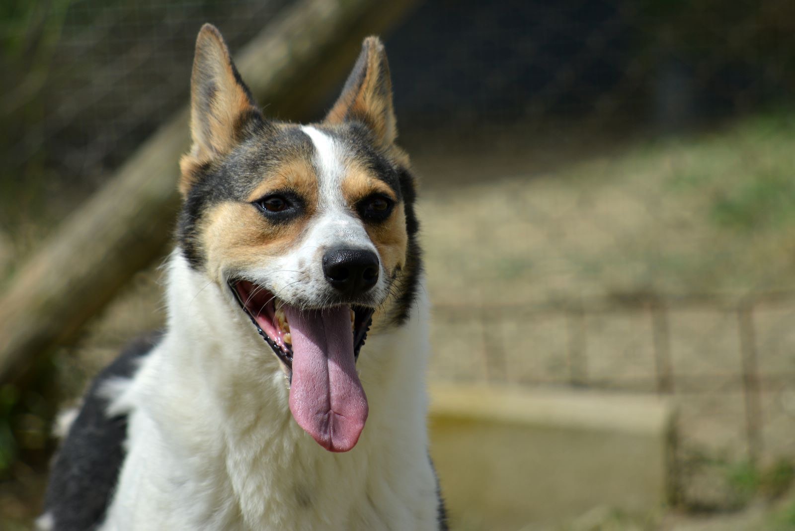 Adozione cane, maschio, Razza sconosciuta Razza sconosciuta, 5 anni  e 3 mesi , taglia media, Roma