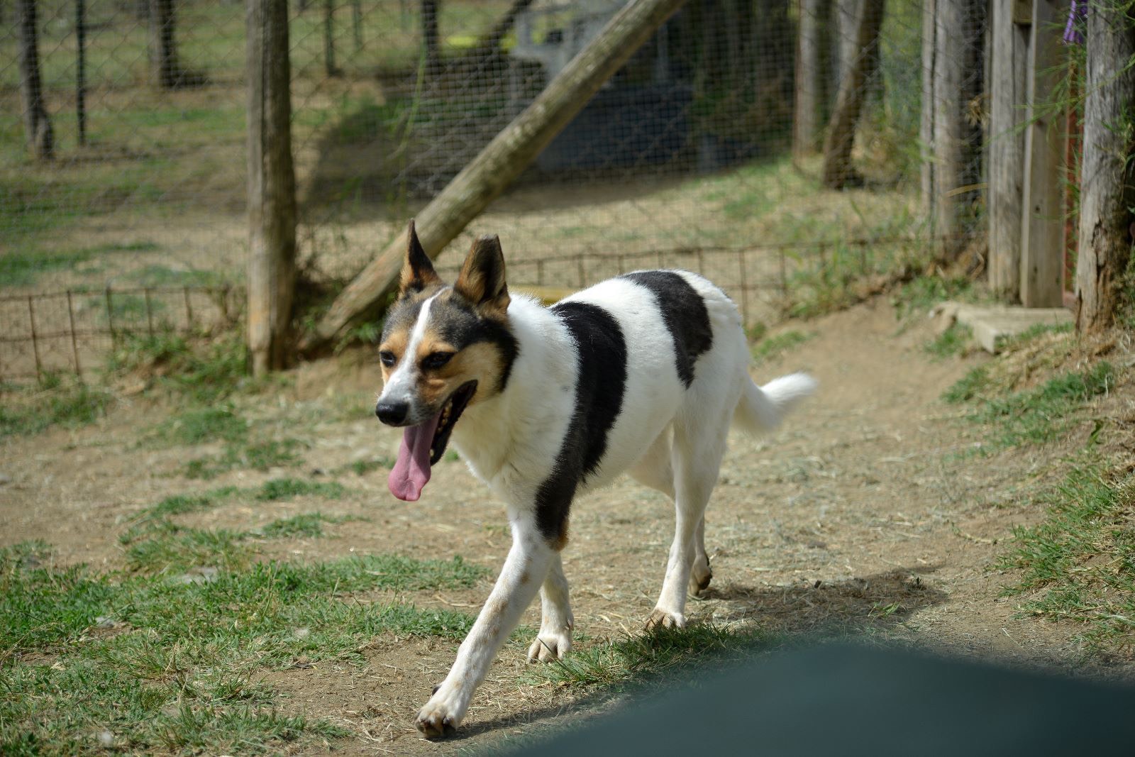 Adotta un cane, maschio, 5 anni  e 3 mesi , Roma
