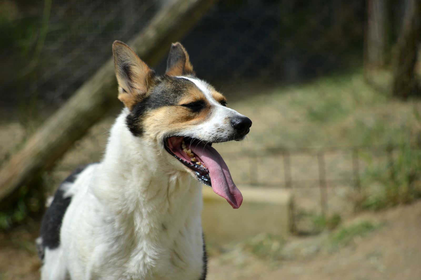 Adotta un cane, taglia media, maschio, Roma