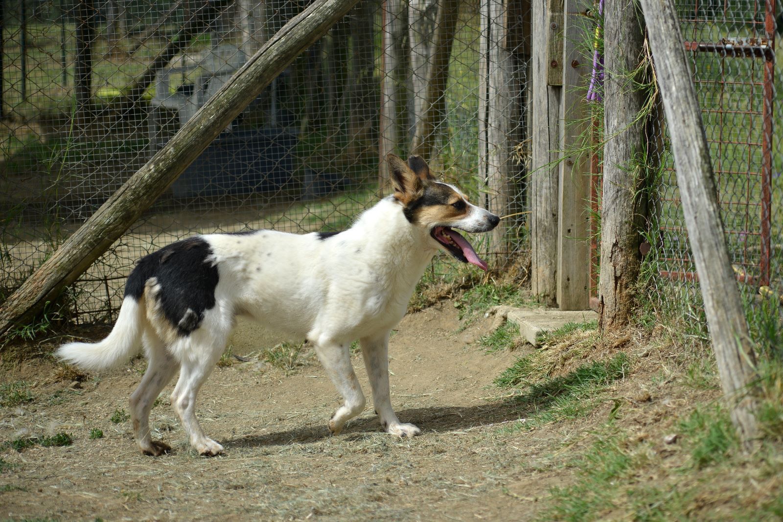 Vuoi adottare un cane a Roma?