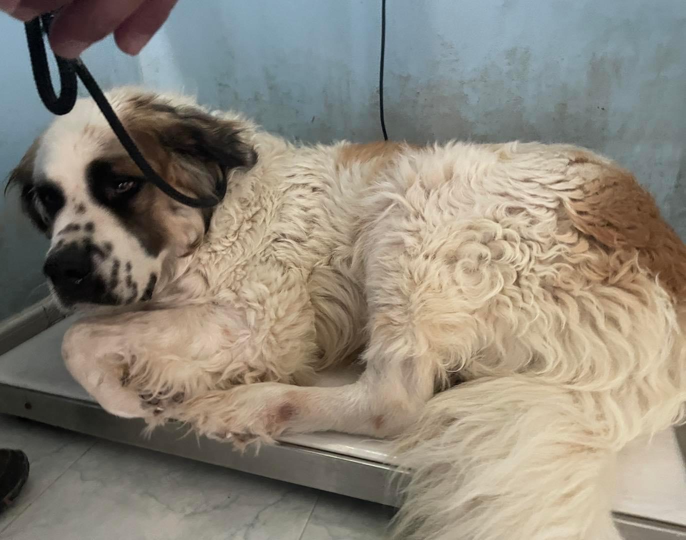 Adotta il cane BERNIE a Genova