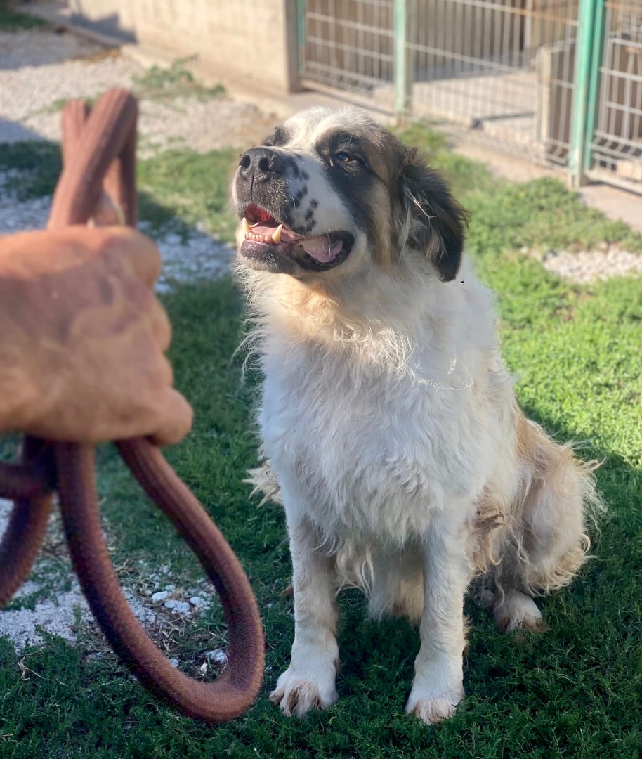 Adotta un cane, taglia gigante, maschio, Genova