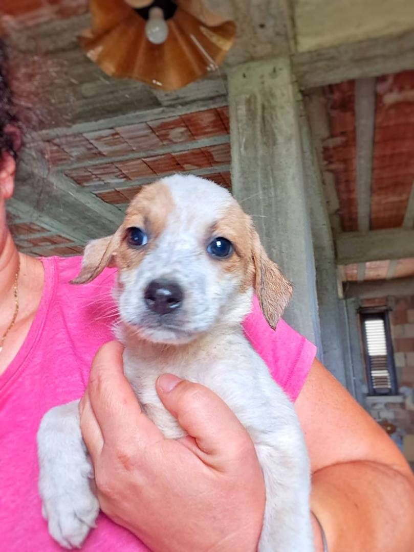 Adozione cane, femmina, meticcio, 2 anni e 4 mesi, taglia media contenuta, Crotone