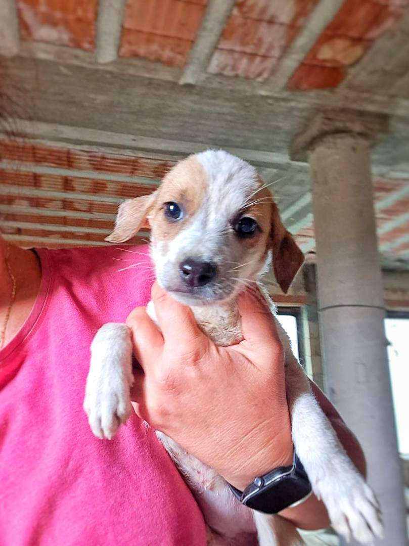 Adotta un cane, femmina, 2 anni e 4 mesi, Crotone