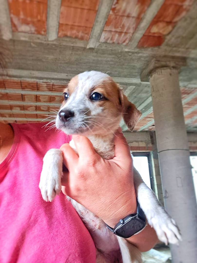 Adotta un cane, taglia media contenuta, femmina, Crotone