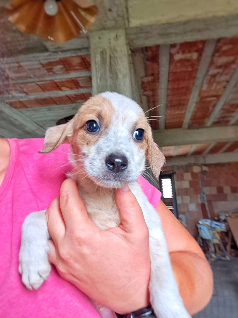 Vuoi adottare un cane a Crotone?