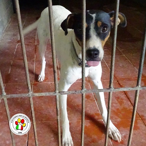 Adozione cane, femmina, meticcio, 3 anni e 8 mesi, taglia piccola, Como