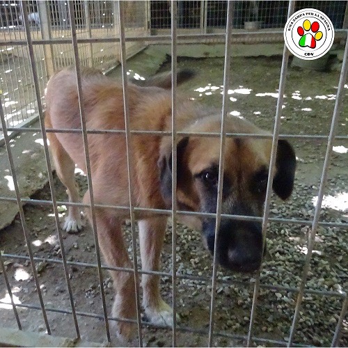 Adozione cane, maschio, meticcio, 3 anni, taglia media contenuta, Como