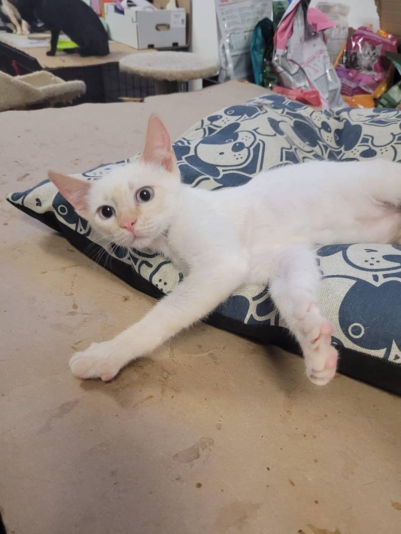 Adozione gatto, maschio, meticcio, 2 anni e 4 mesi, taglia non valida, Chieti