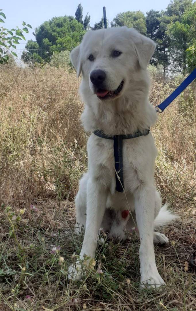 Adozione cane, maschio, meticcio, 3 anni e 11 mesi, taglia grande, Crotone