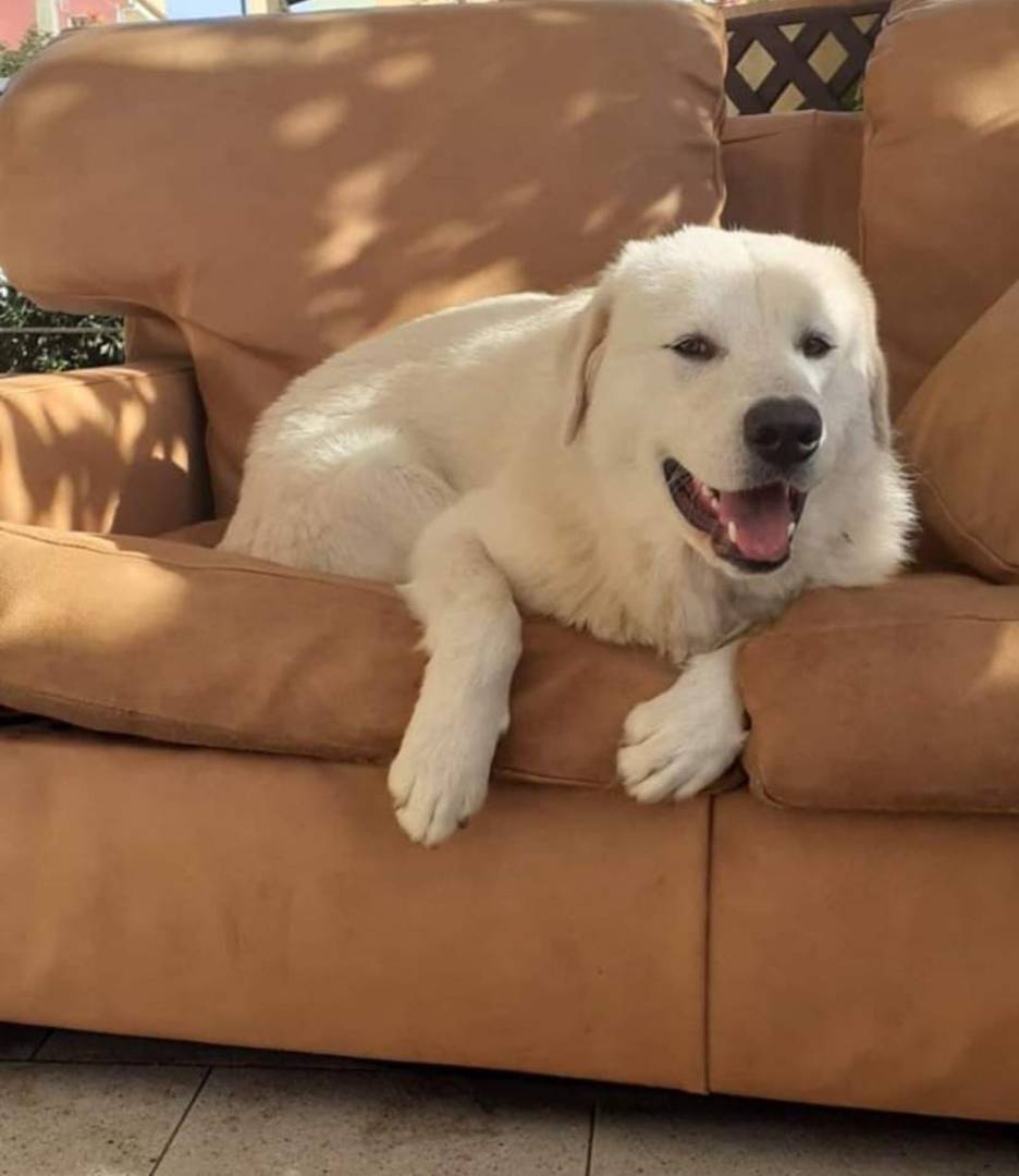 Adotta un cane, maschio, 3 anni e 11 mesi, Crotone