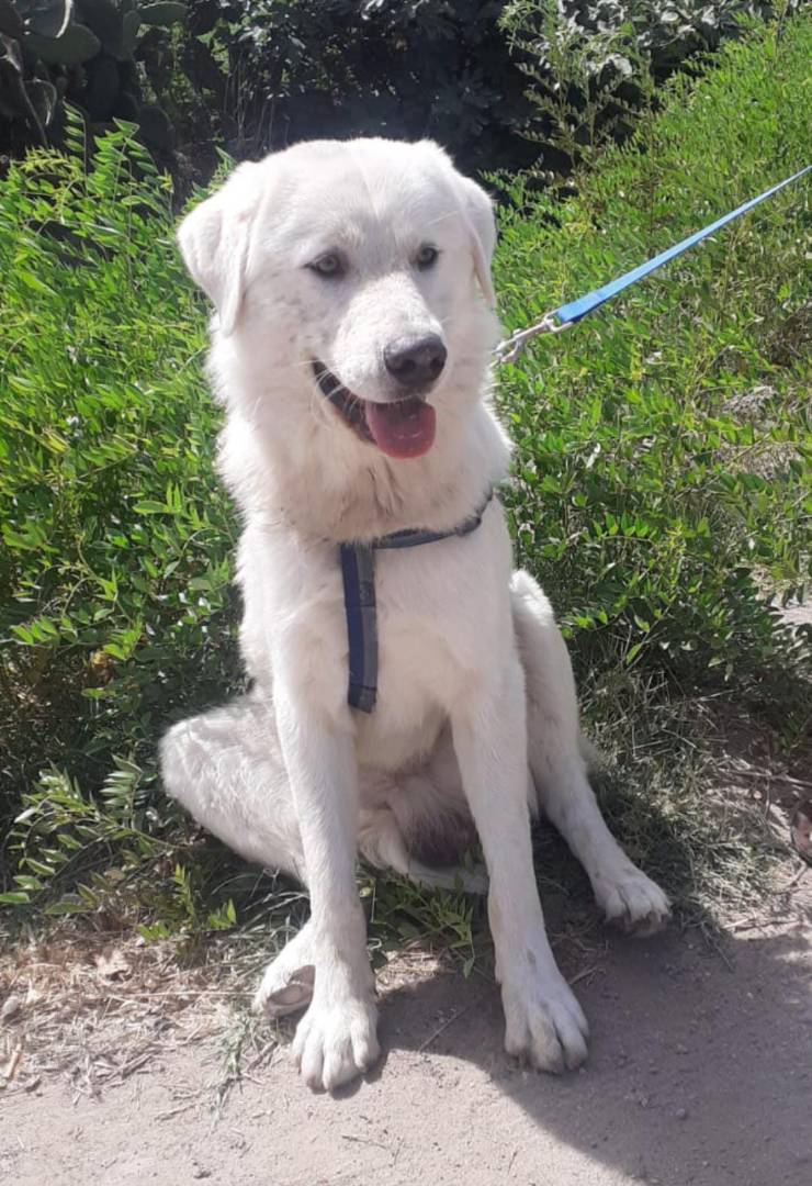 Vuoi adottare un cane a Crotone?