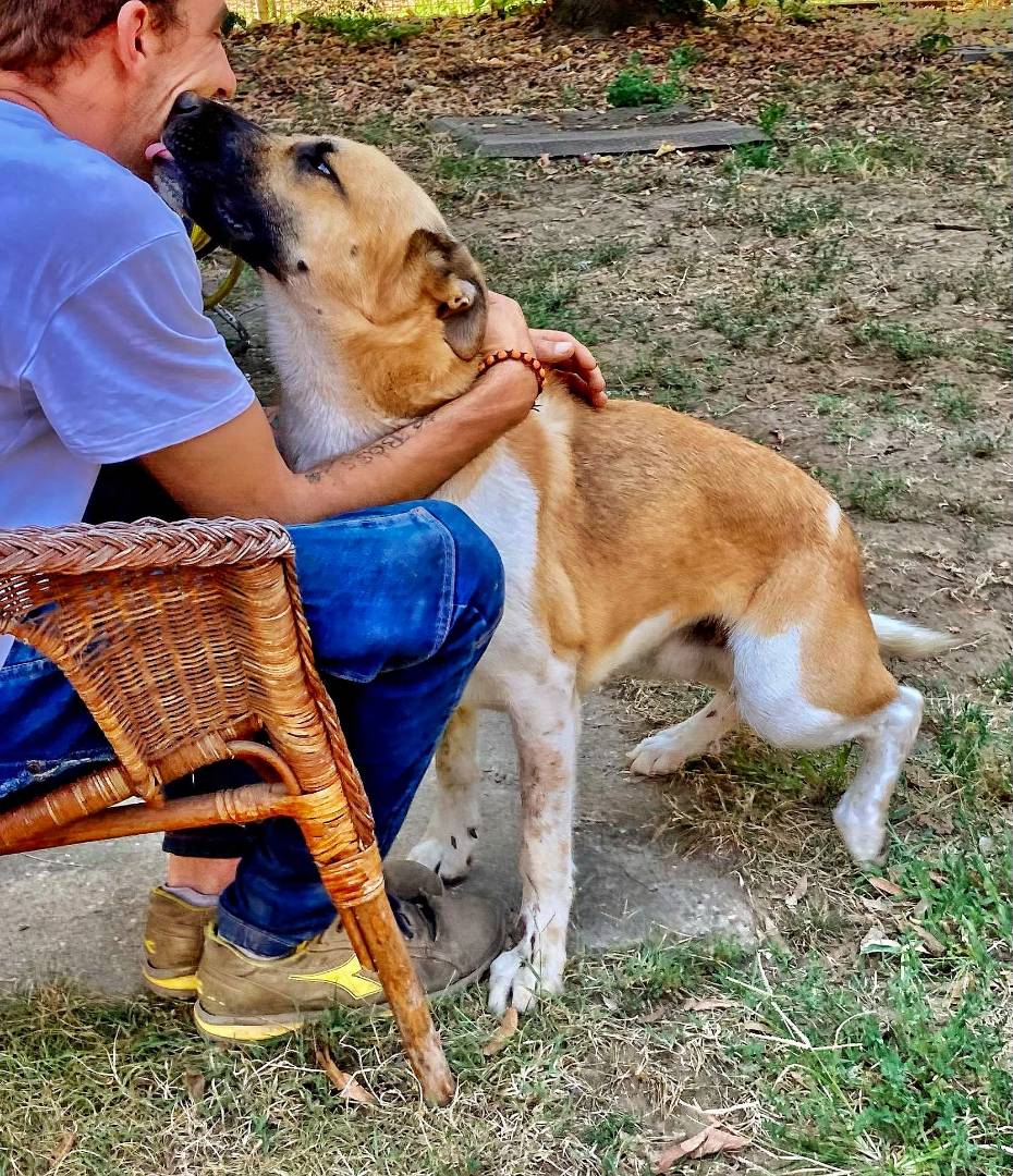 Vuoi adottare un cane a Pavia?