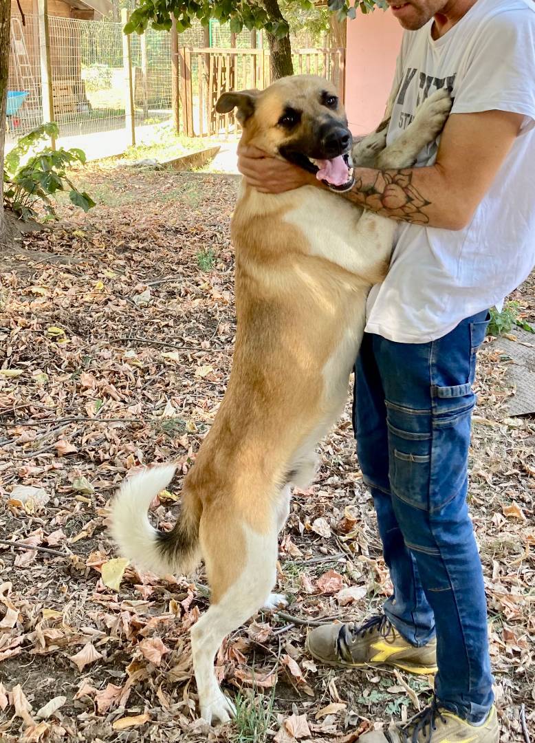 Adotta un cane, taglia media, maschio, Pavia