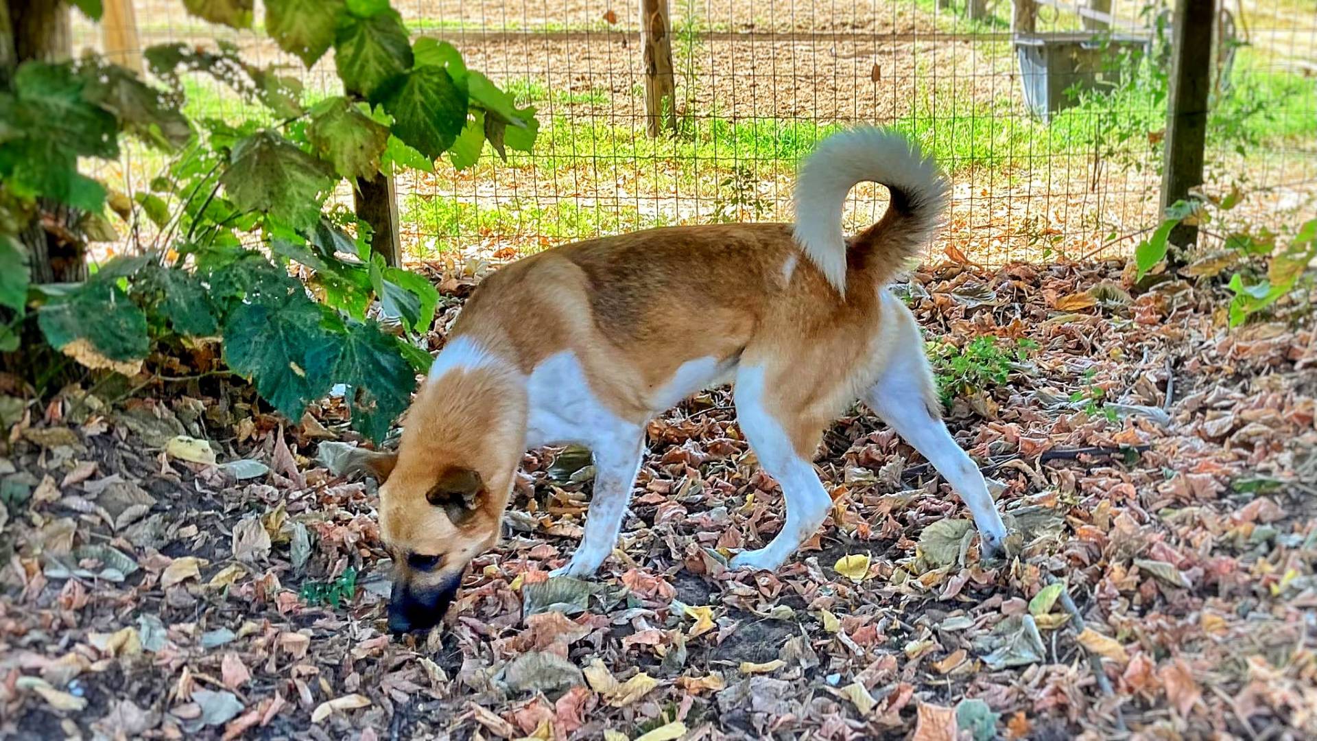 Adotta un cane, maschio, 3 anni  e 1 mese, Pavia
