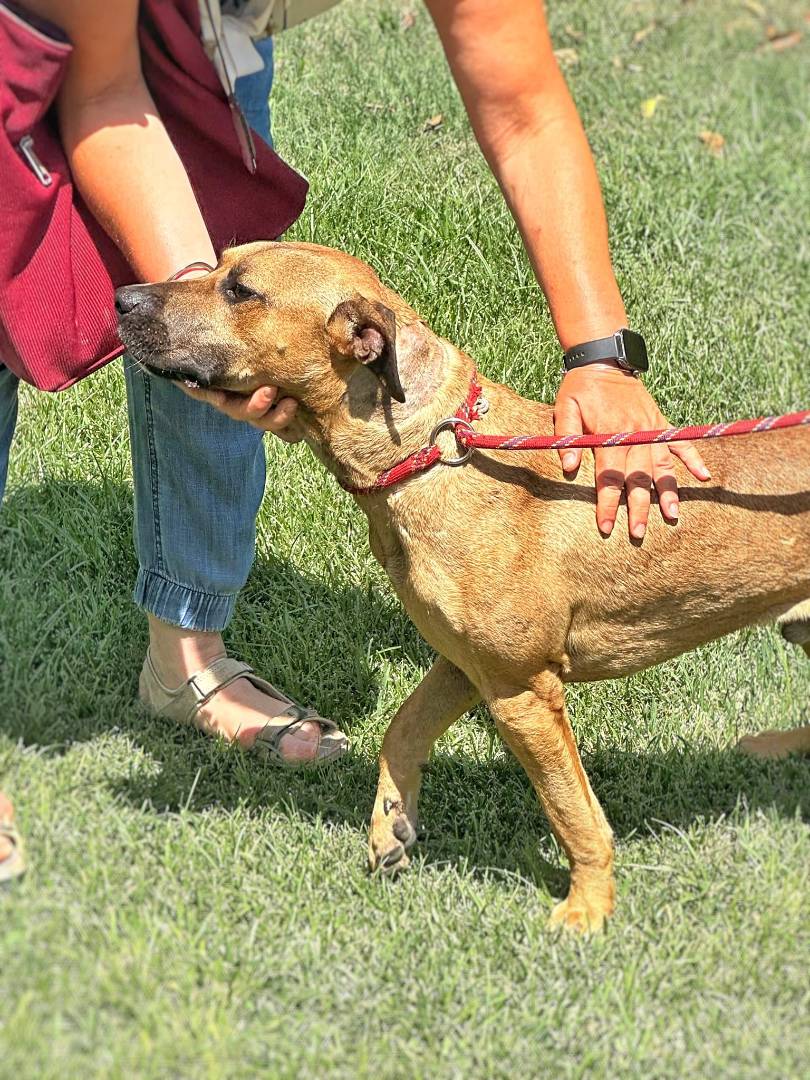 Adotta un cane, maschio, 4 anni e 2 mesi, Crotone