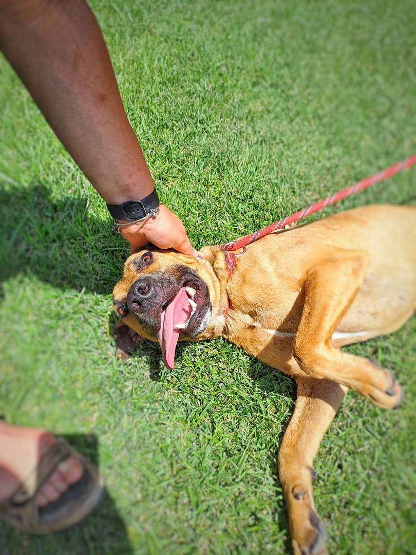 Adotta un cane, taglia media, maschio, Crotone