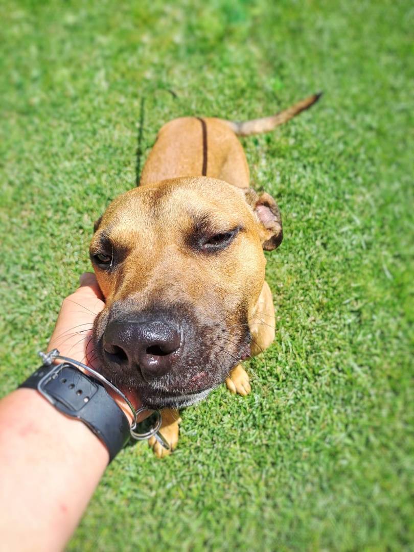 Adotta il cane BRUIS a Crotone