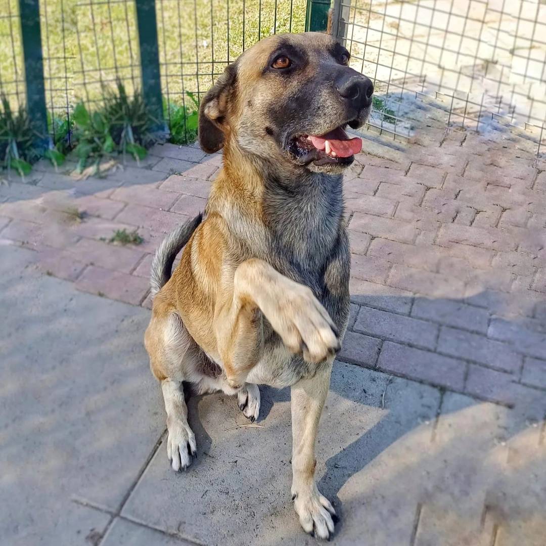 Adozione cane, maschio, meticcio, 4 anni e 9 mesi, taglia media, Milano