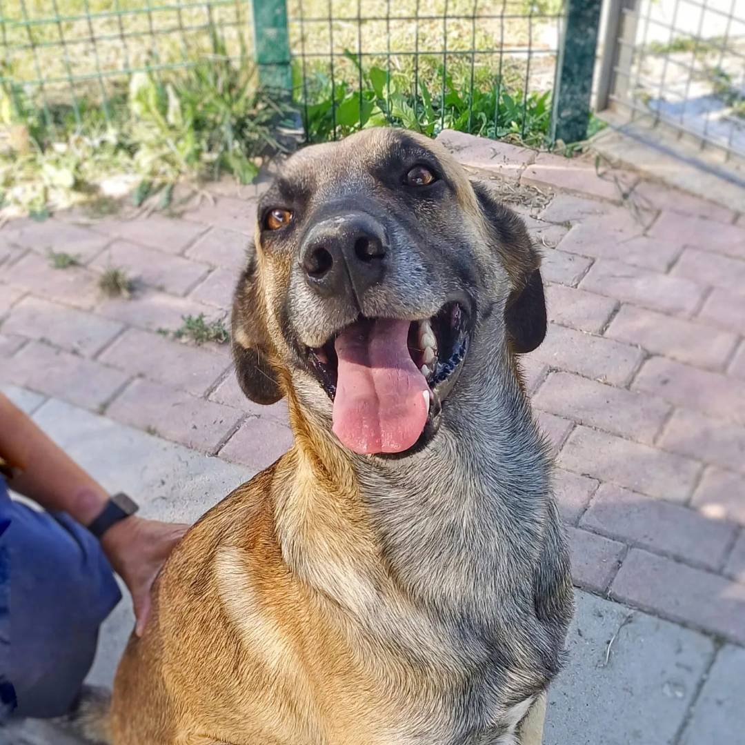 Adotta un cane, maschio, 4 anni e 9 mesi, Milano