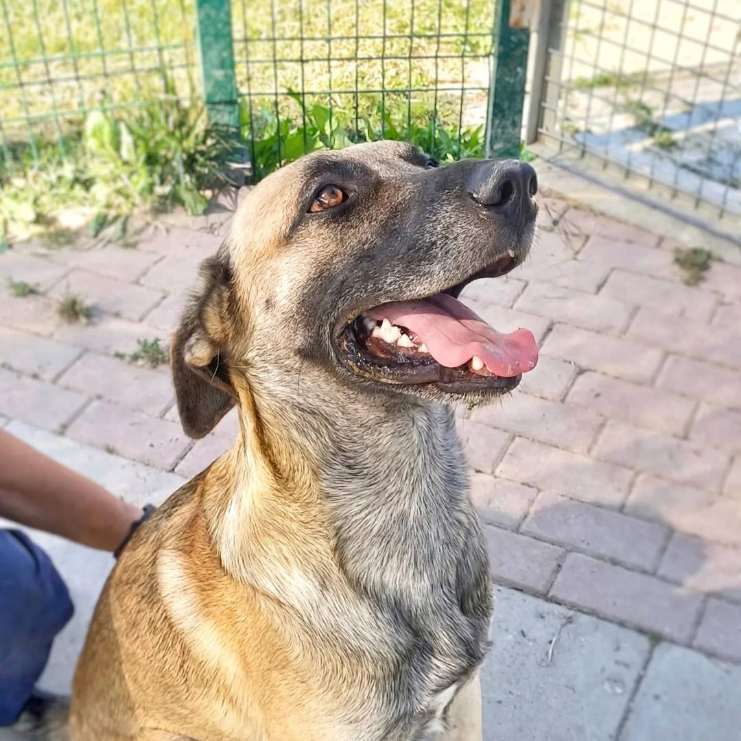 Adotta un cane, taglia media, maschio, Milano