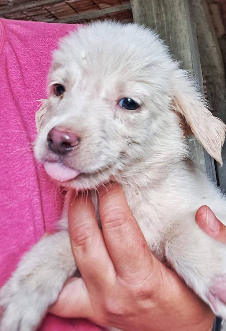 Adozione cane, maschio, meticcio, 2 anni e 4 mesi, taglia media contenuta, Crotone