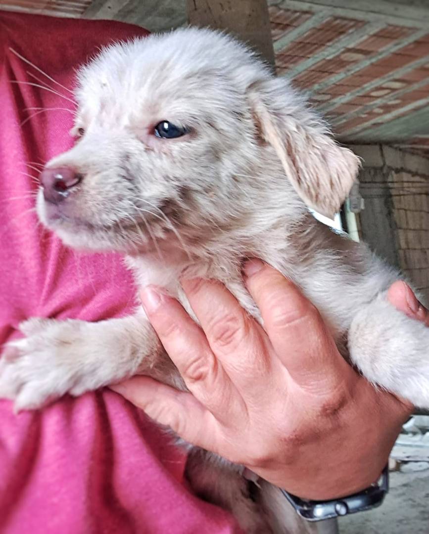 Vuoi adottare un cane a Crotone?