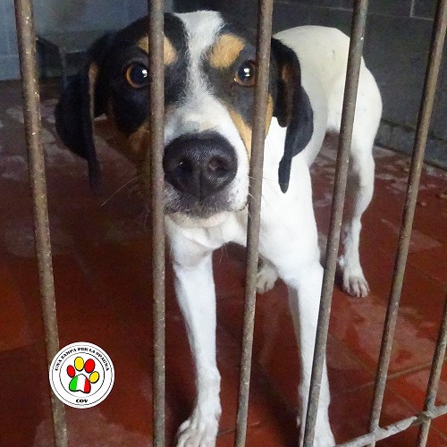 Adozione cane, maschio, meticcio, 4 anni, taglia piccola, Como