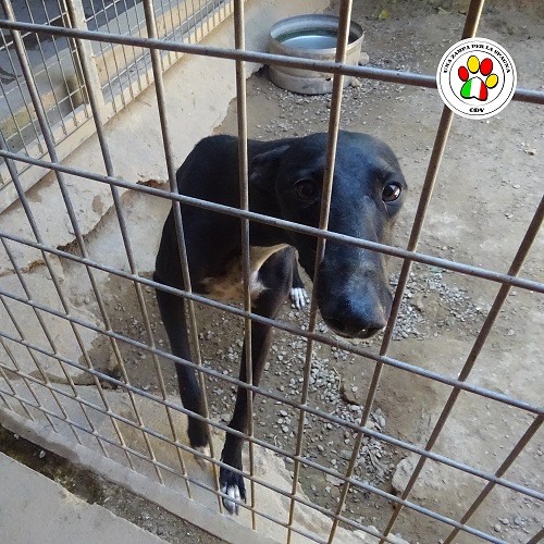 Adozione cane, femmina, Levriero Spagnolo (Galgo), 4 anni, taglia media, Como