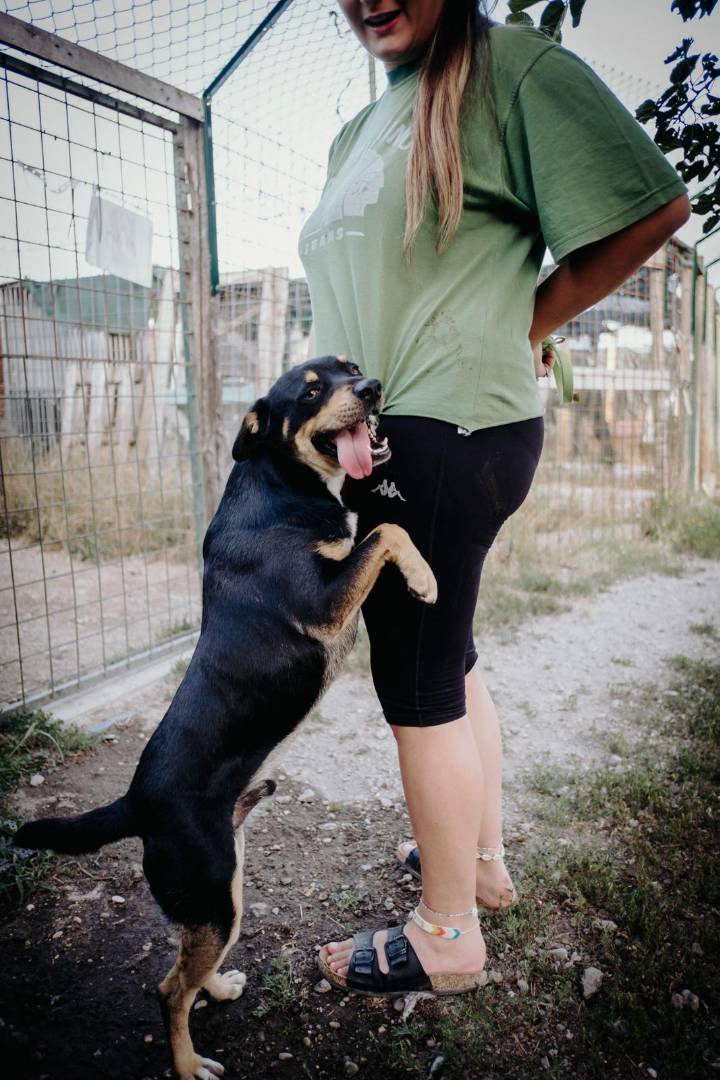 Foto 3 dell'animale