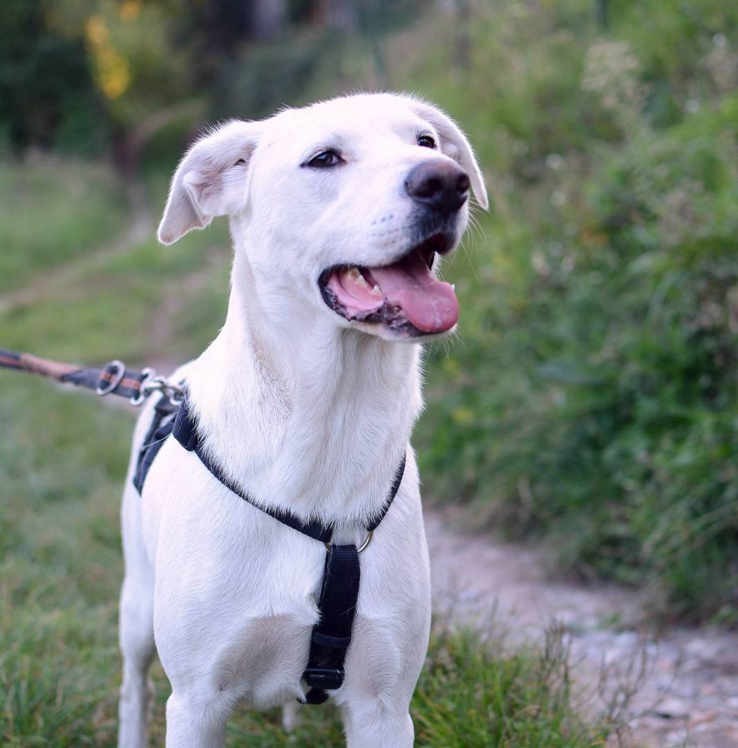 Adotta un cane, maschio, 5 anni  e 2 mesi , Como