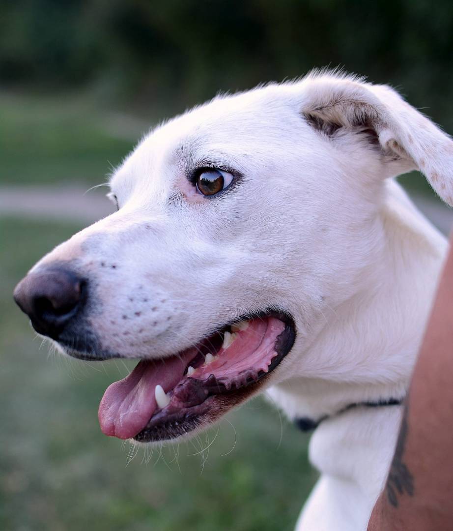 Adotta un cane, taglia media, maschio, Como