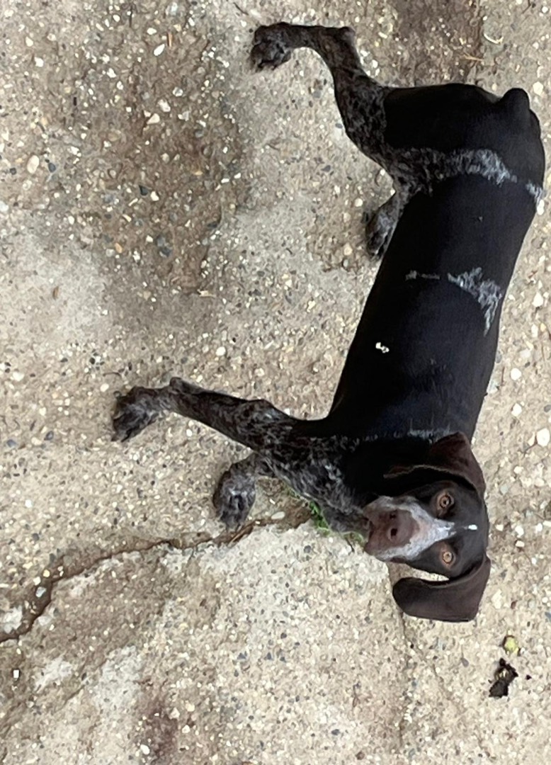 Adotta il cane Antonil, dolce Bracco a Como