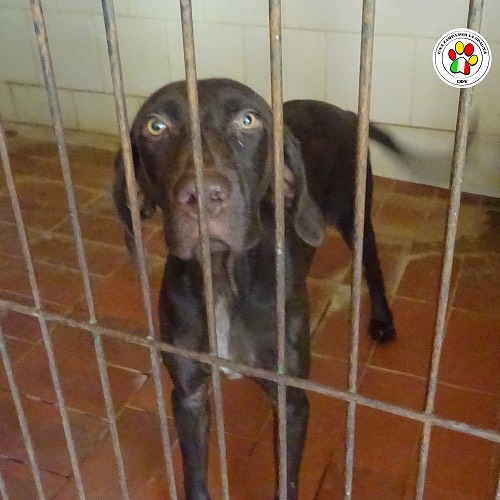 Adozione cane, femmina, Bracco, 6 anni, taglia media, Como