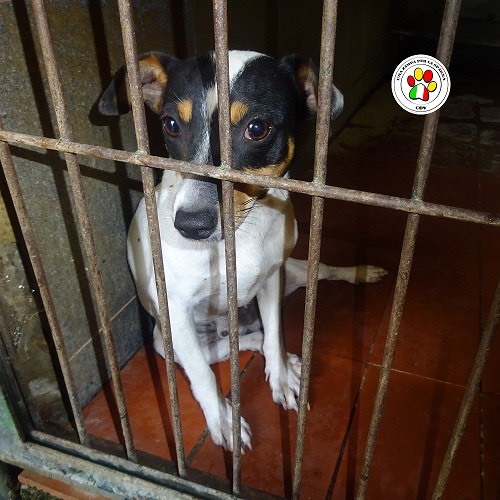 Adozione cane, maschio, meticcio, 5 anni, taglia piccola, Como