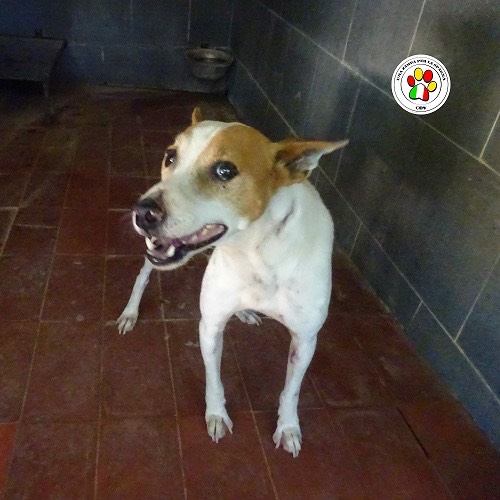 Adozione cane, maschio, Jack Russell Terrier, 7 anni, taglia piccola, Como