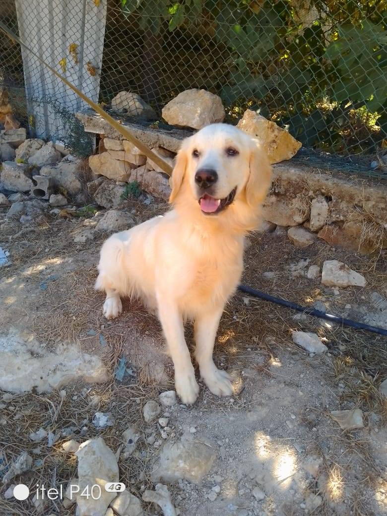 Adotta un cane, maschio, 4 anni e 3 mesi, Milano