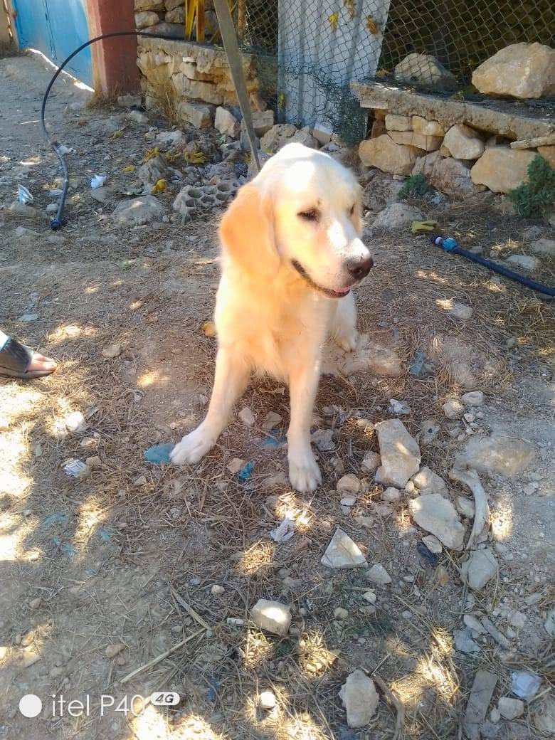 Adotta un cane, taglia media, maschio, Milano