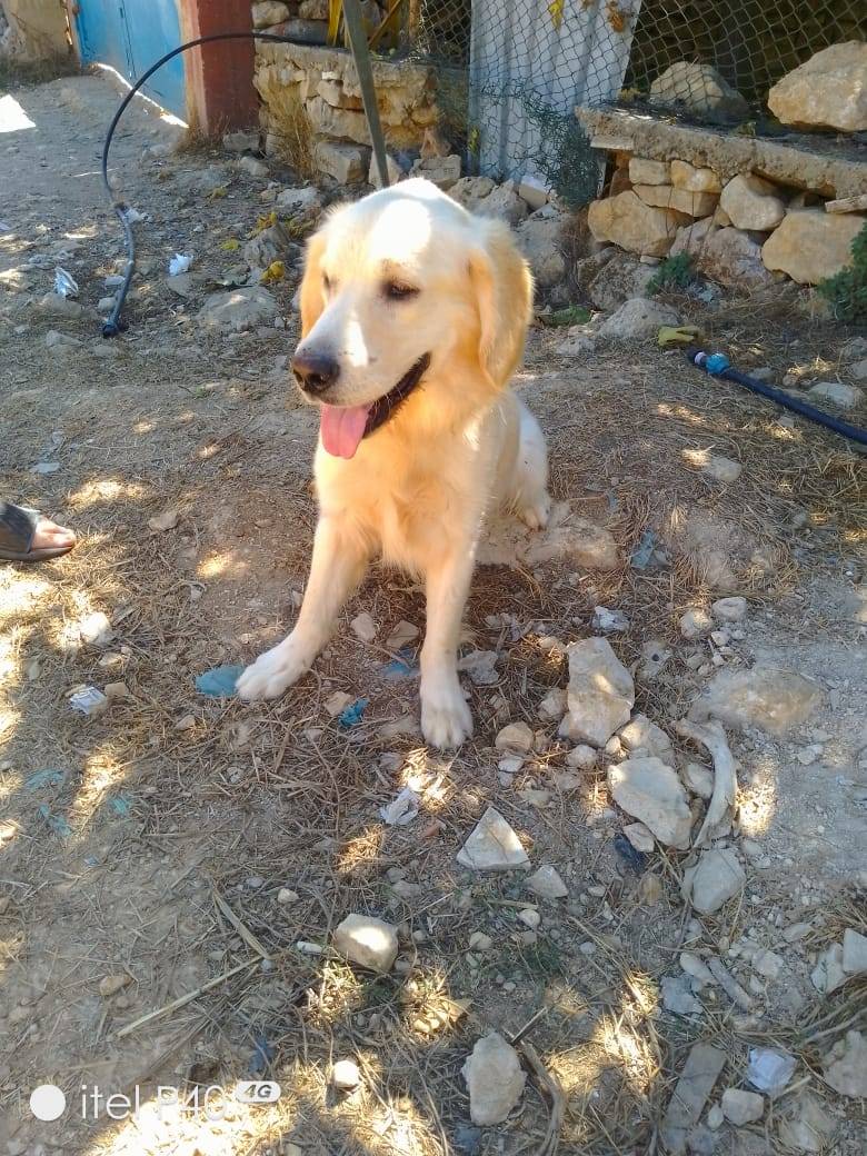 Vuoi adottare un cane a Milano?