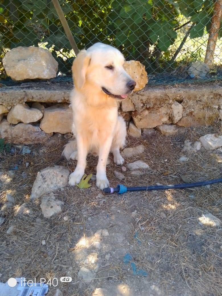 Adotta il cane MARLEY a Milano