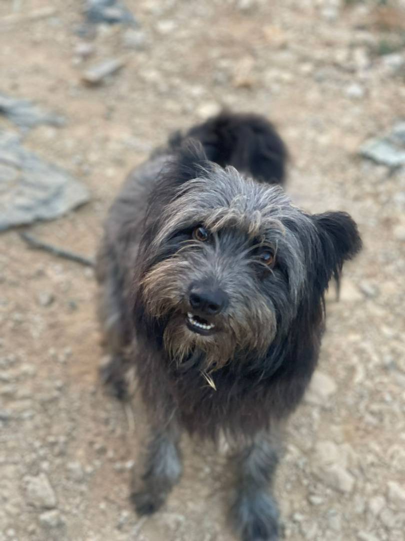 Adozione cane, maschio, meticcio, 5 anni e 3 mesi, taglia media contenuta, Milano