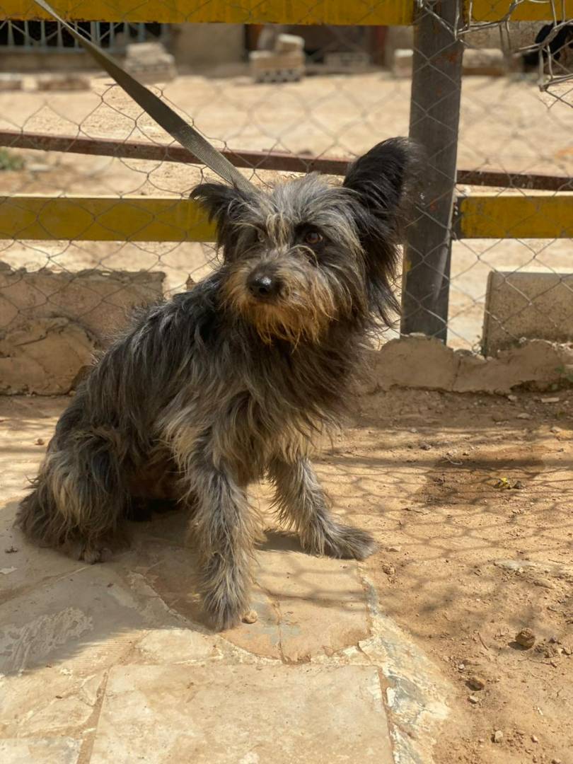 Adotta un cane, maschio, 5 anni e 3 mesi, Milano