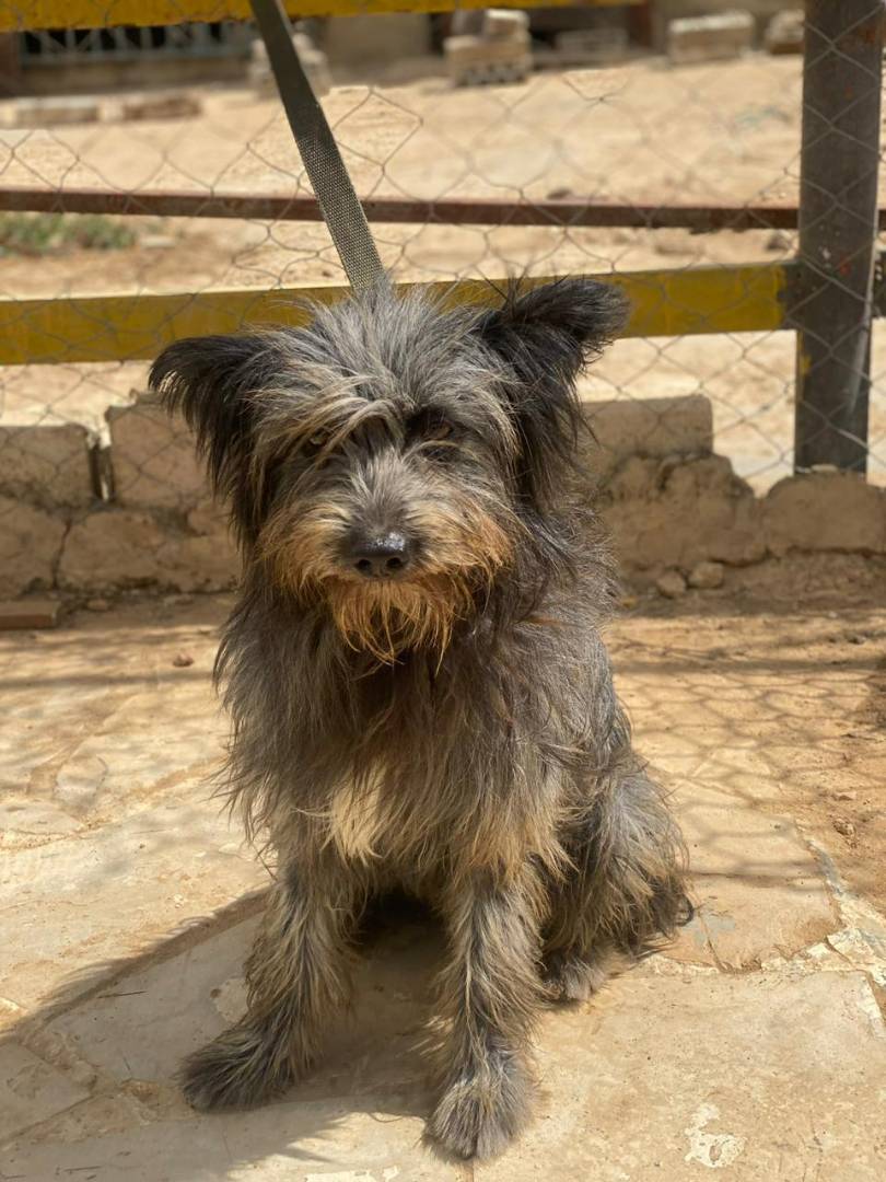 Adotta un cane, taglia media contenuta, maschio, Milano