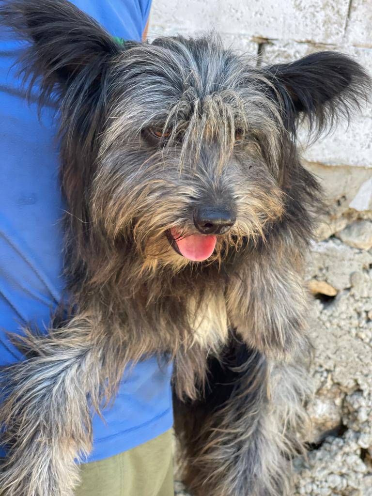 Vuoi adottare un cane a Milano?