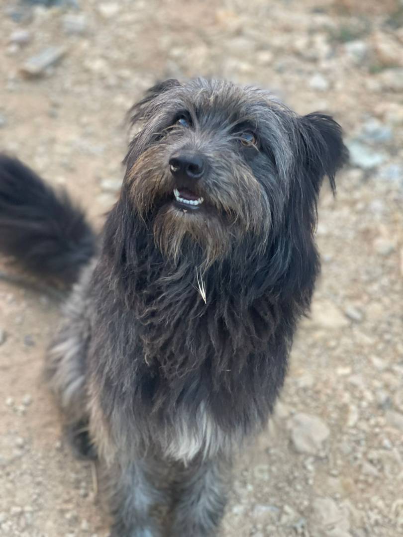 Adotta il cane KOBY a Milano