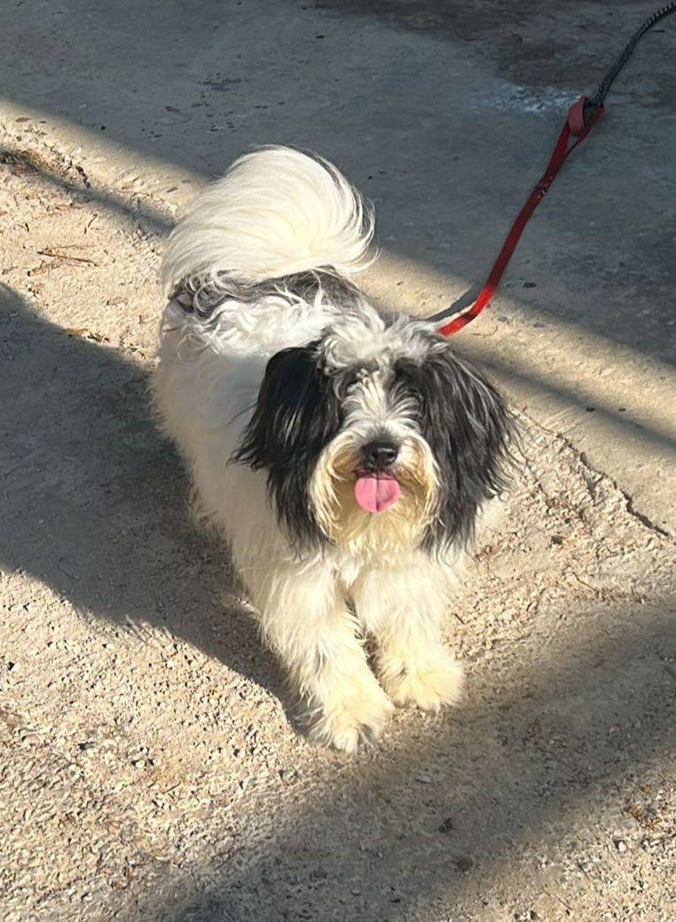 Adozione cane, maschio, Barbone, 3 anni e 2 mesi, taglia piccola, Milano