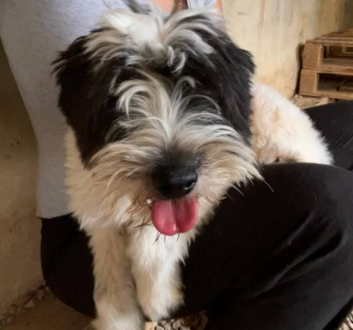 Adotta un cane, maschio, 3 anni e 2 mesi, Milano