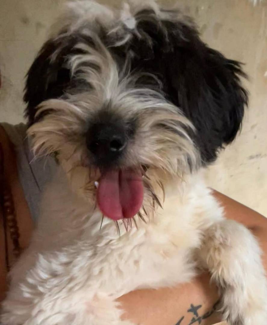 Adotta un cane, taglia piccola, maschio, Milano